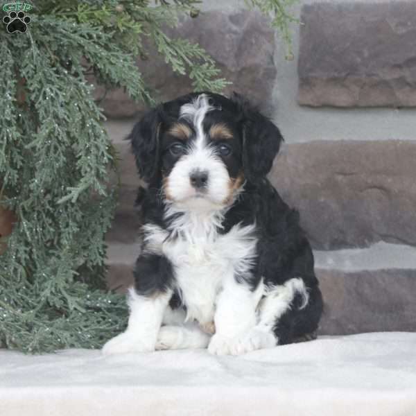 Charlie, Cavapoo Puppy